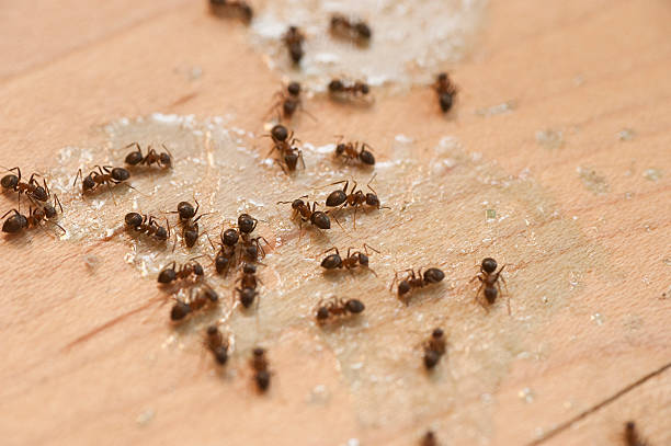 Best Pest Control Cost  in Thorndale, PA