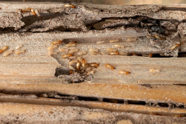 Best Termite Control Services  in Thorndale, PA